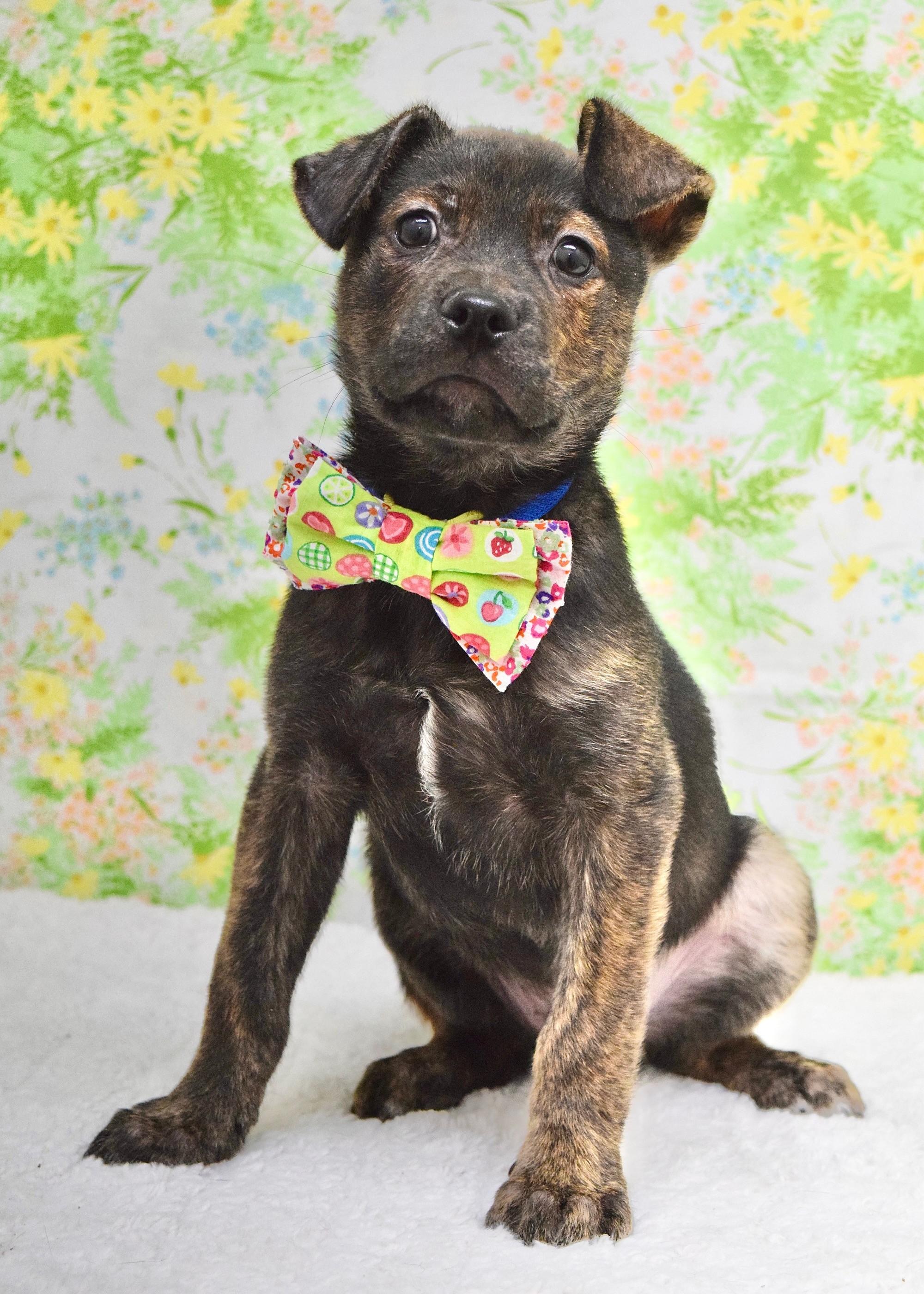 Enlarge Chevy, an adopted mixed breed in Dublin, CA image 3/3