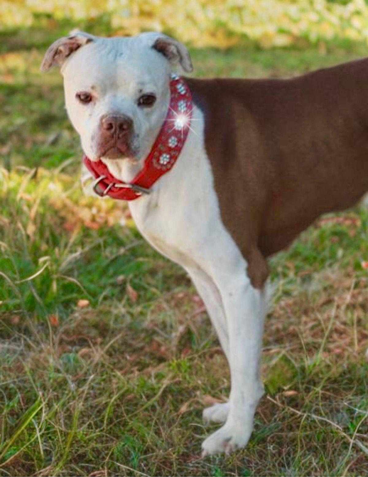 Stuey, Adoptable, Adult Male American Staffordshire Terrier.