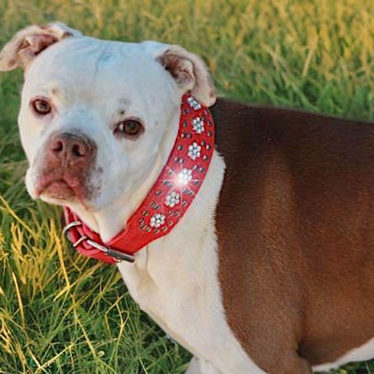 Enlarge Stuey, a Adoptable American Staffordshire Terrier in Kingman, AZ image 2/3