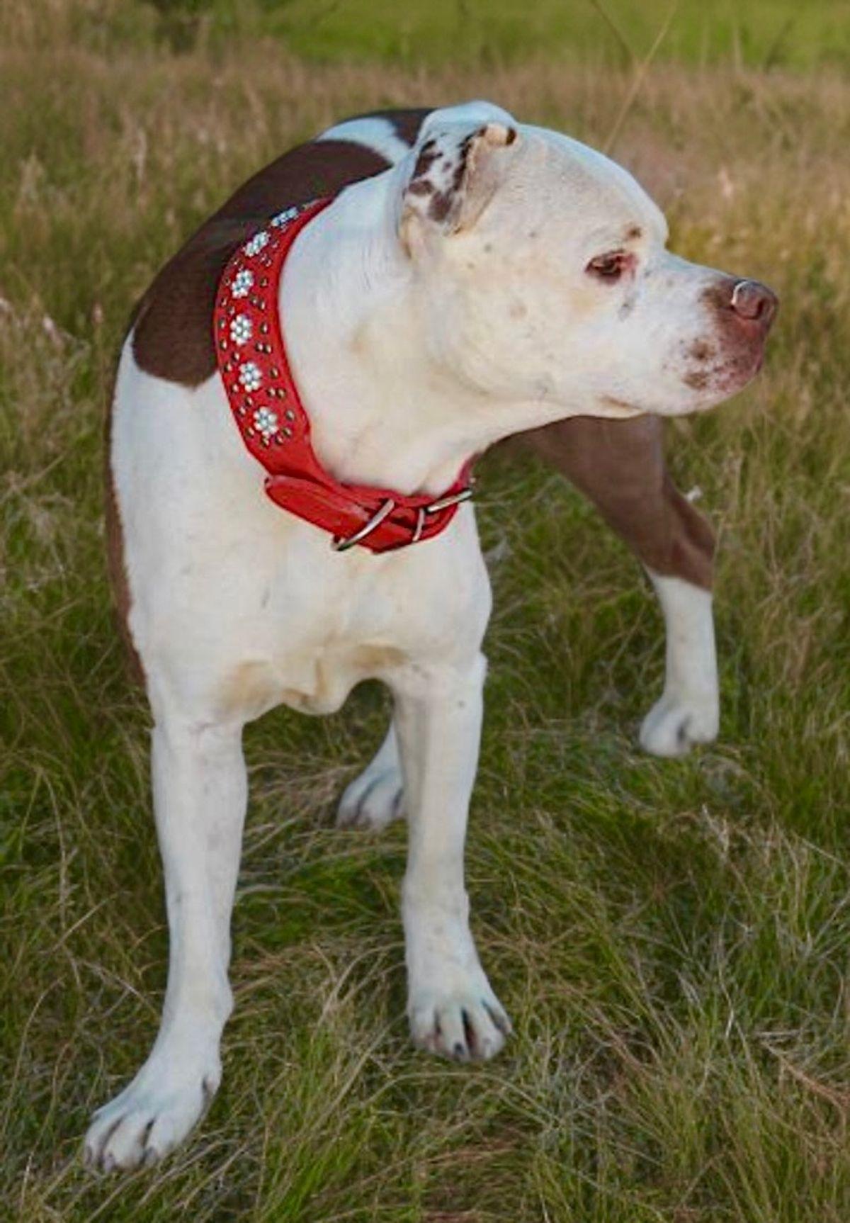 Enlarge Stuey, a Adoptable American Staffordshire Terrier in Kingman, AZ image 3/3
