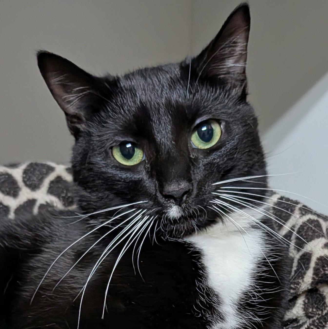 Enlarge Felix, a ADOPTABLE Domestic Short Hair in Accident, MD image 1/2