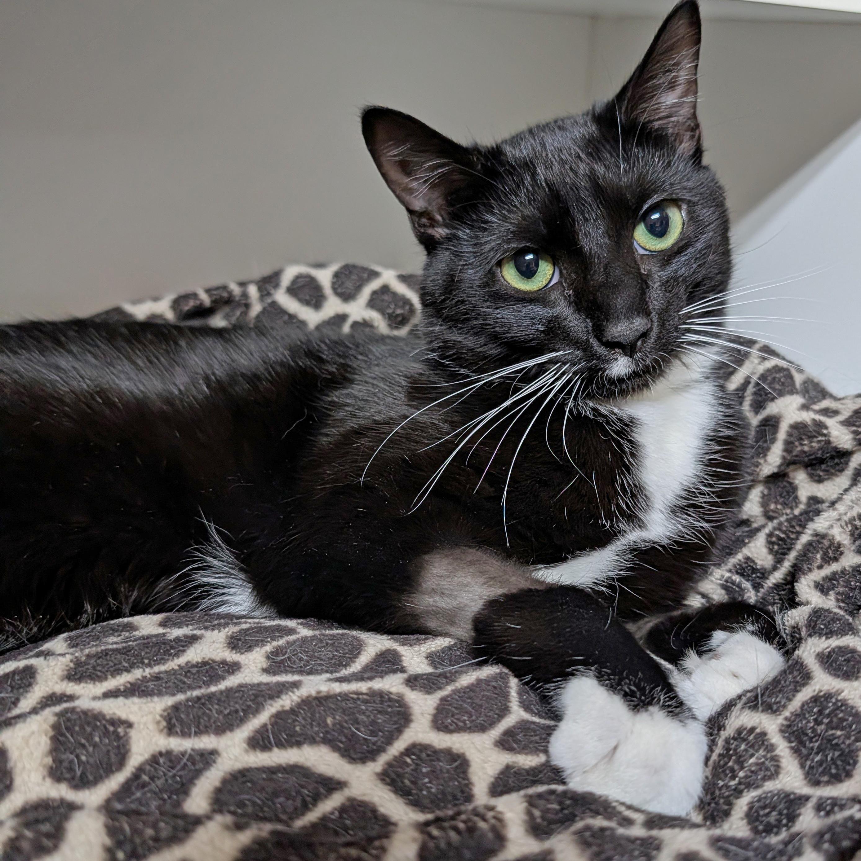 Enlarge Felix, a ADOPTABLE Domestic Short Hair in Accident, MD image 2/2