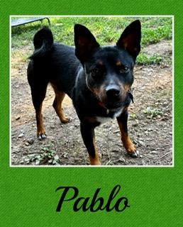 Enlarge Pablo, an adopted mixed breed in Farmingdale, NY image 1/1