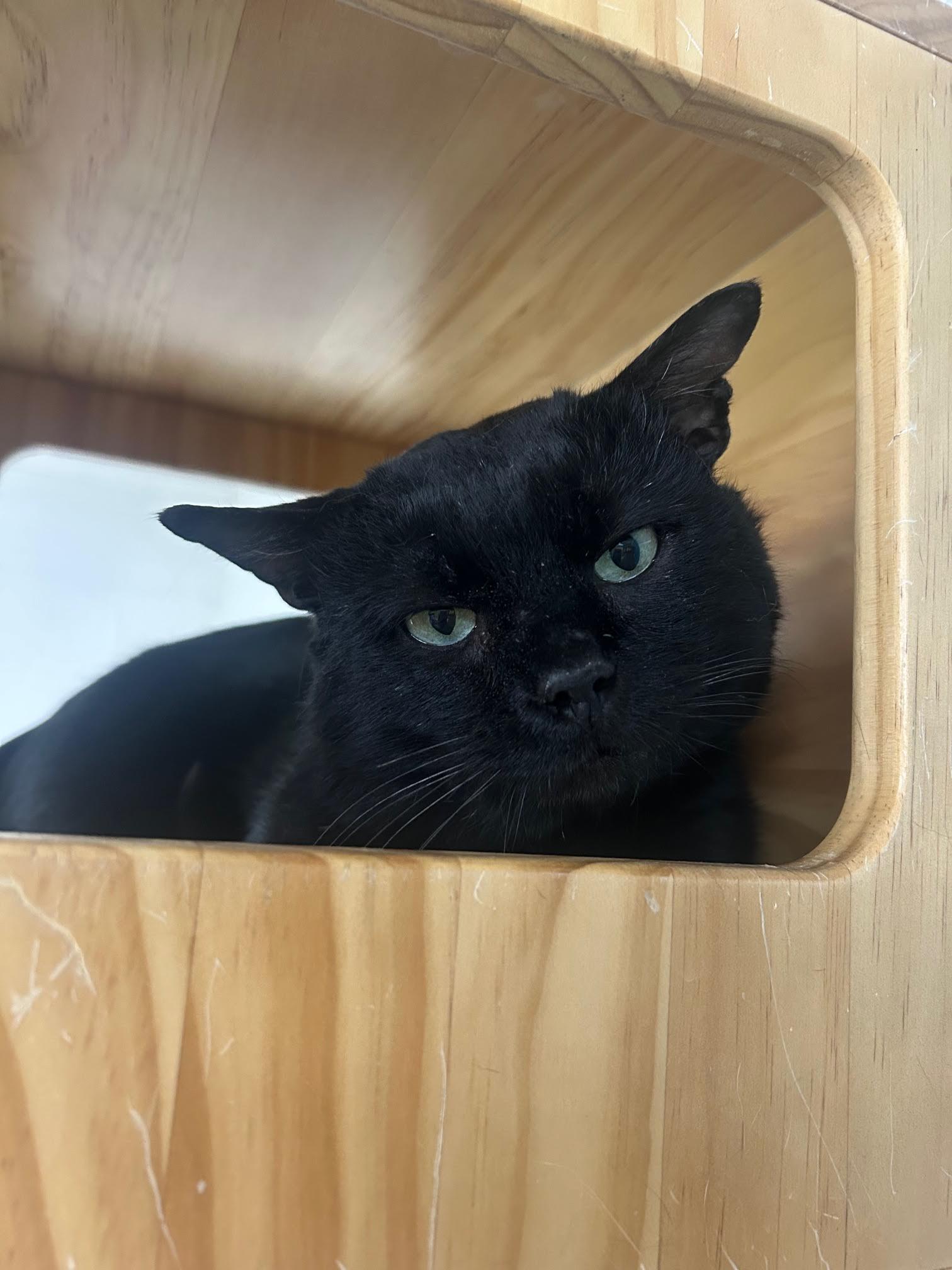 Enlarge Quilliam, an adopted Domestic Short Hair in Homer, AK image 1/1