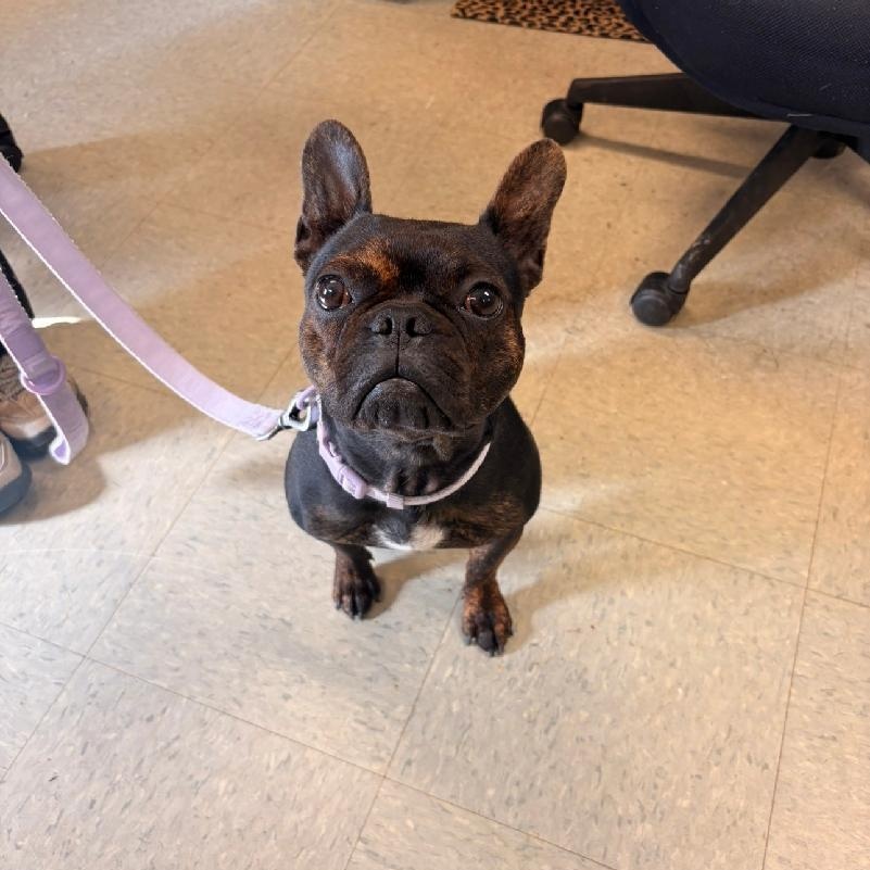 Bella, Adopted, Young Female French Bulldog.
