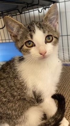 Enlarge Walt, a Adoptable Domestic Short Hair in Ocean Isle Beach, NC image 2/3