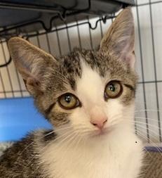 Enlarge Walt, a Adoptable Domestic Short Hair in Ocean Isle Beach, NC image 3/3