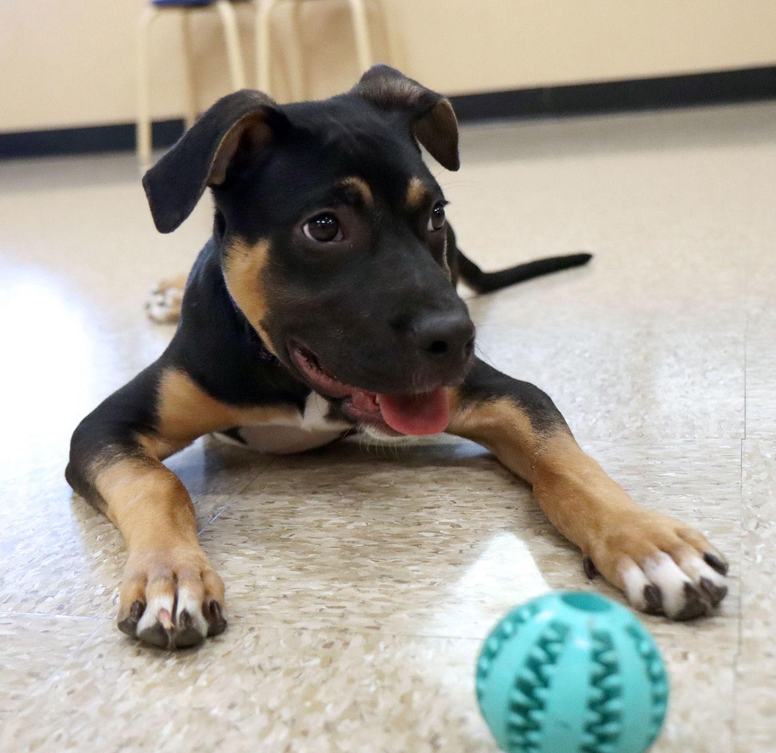 Enlarge Amari, a Adoptable mixed breed in Kansas City, MO image 1/3