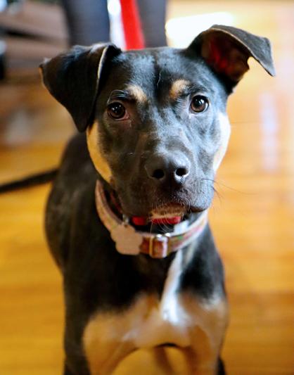 Amari, Adoptable, Puppy Male Hound & Bluetick Coonhound.