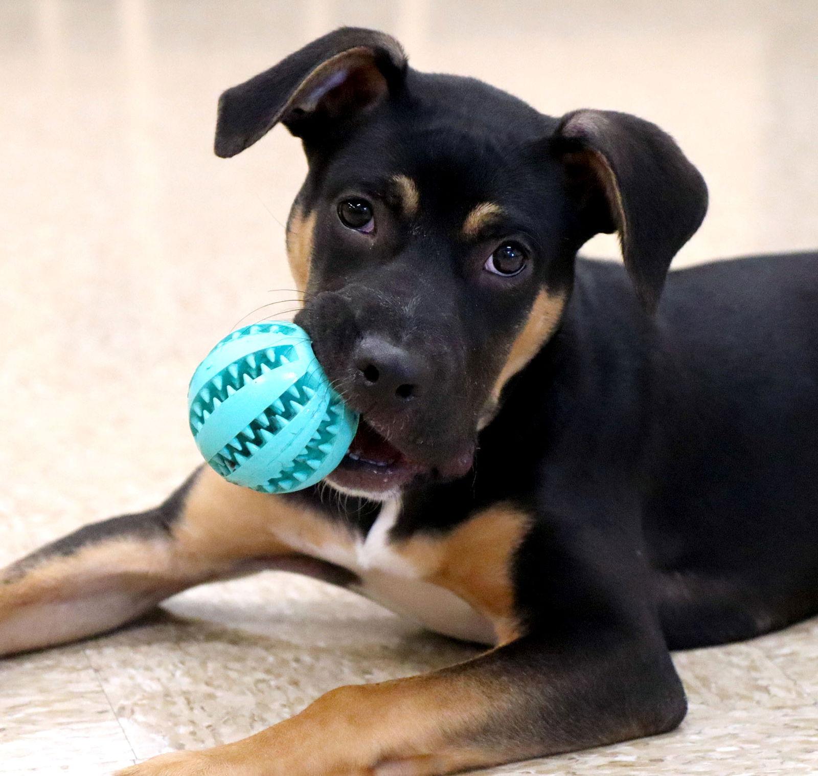 Enlarge Amari, a Adoptable mixed breed in Kansas City, MO image 2/3