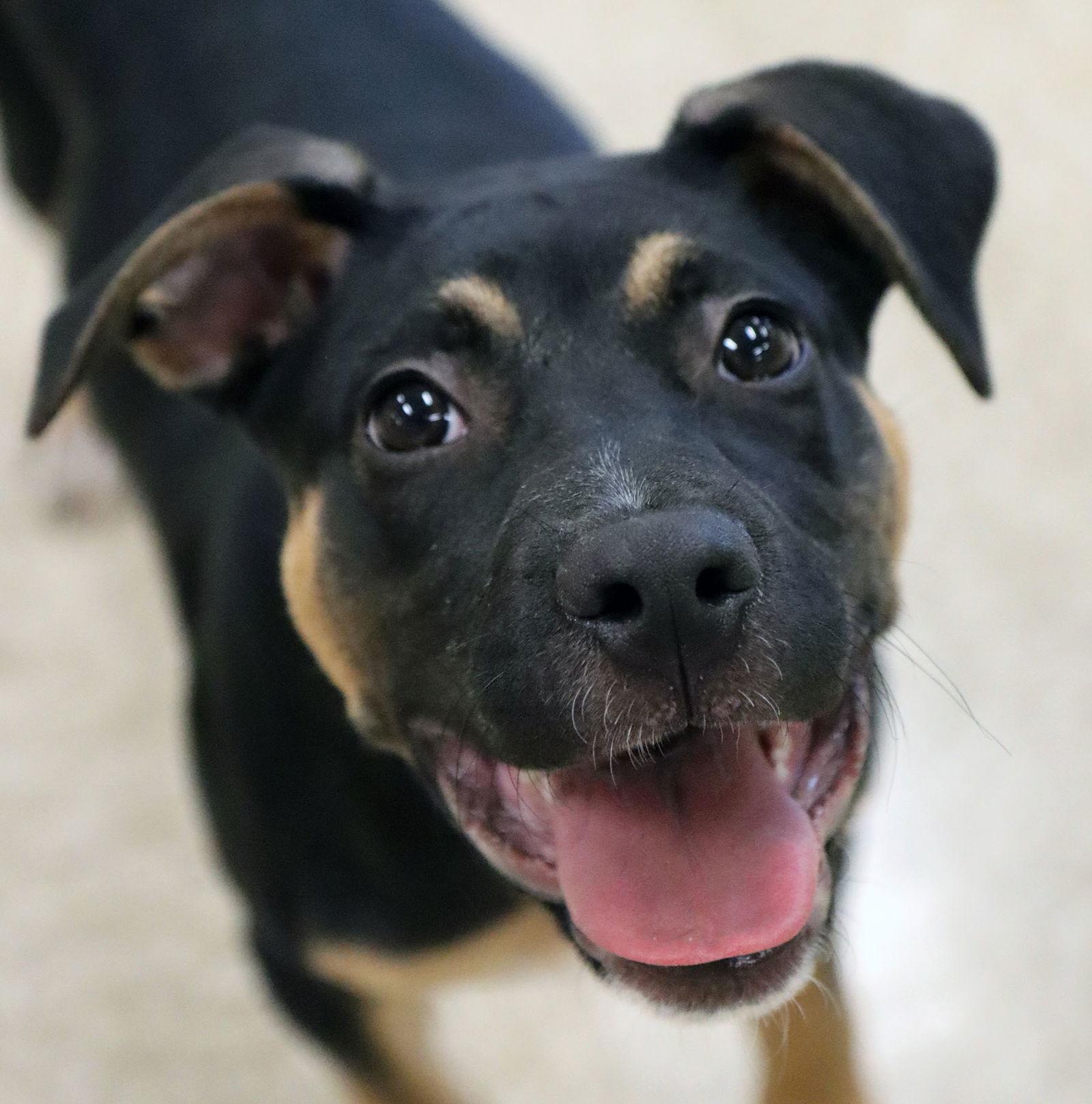 Enlarge Amari, a Adoptable mixed breed in Kansas City, MO image 3/3