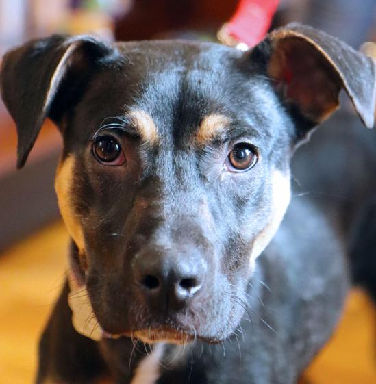 Enlarge Amari, a Adoptable Hound in Kansas City, MO image 3/3