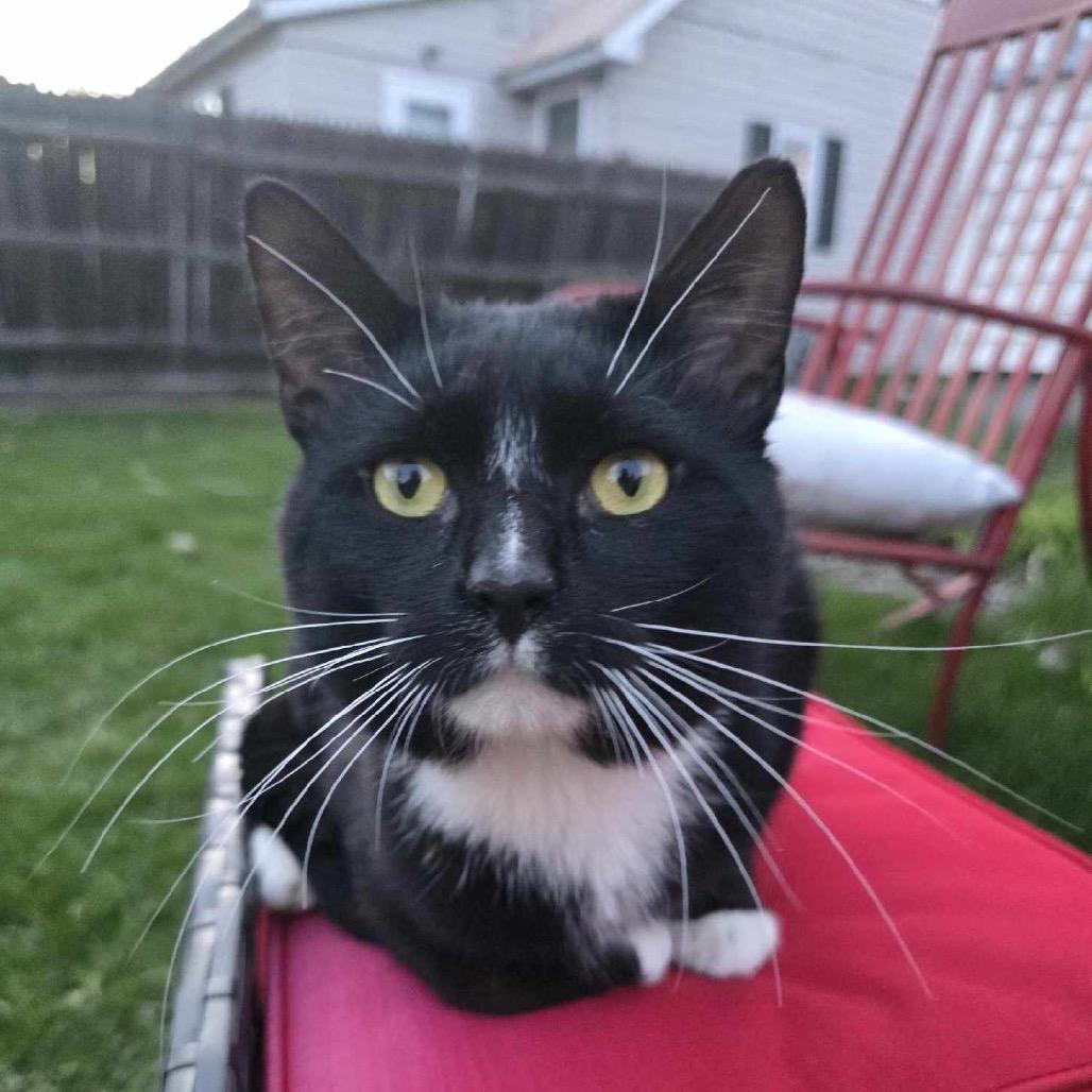 Percival, Adoptable, Young Male Domestic Short Hair.