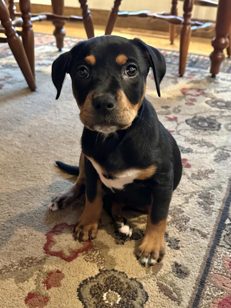 Nectar — thumbnail 3