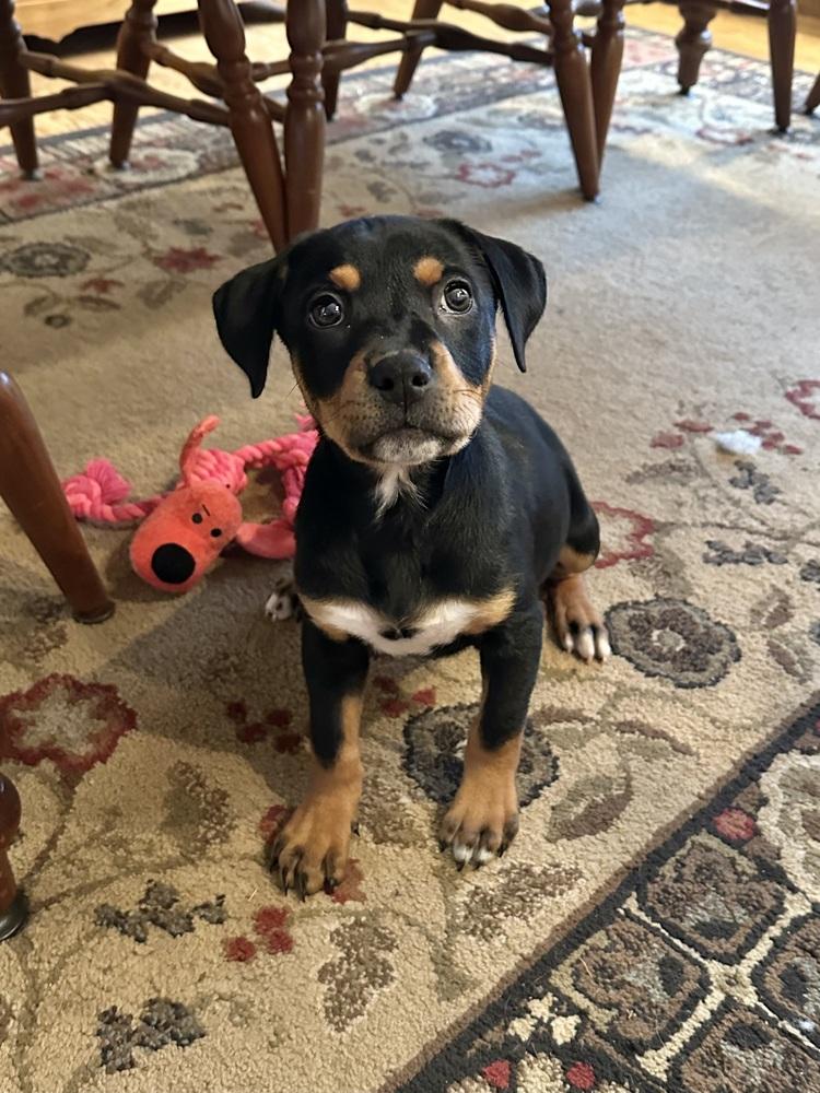 Nectar — thumbnail 4