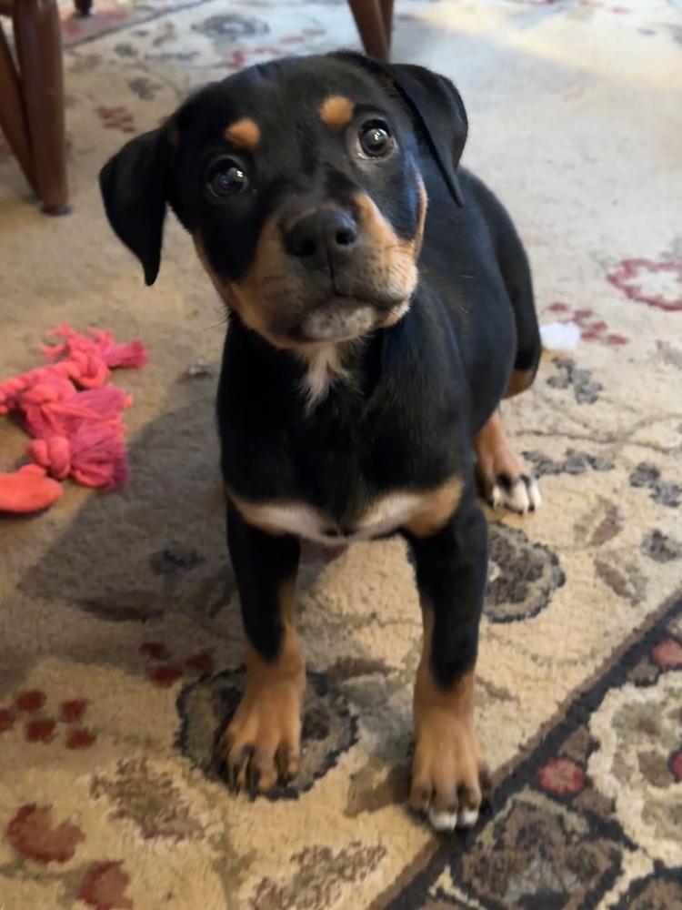 Nectar — thumbnail 5