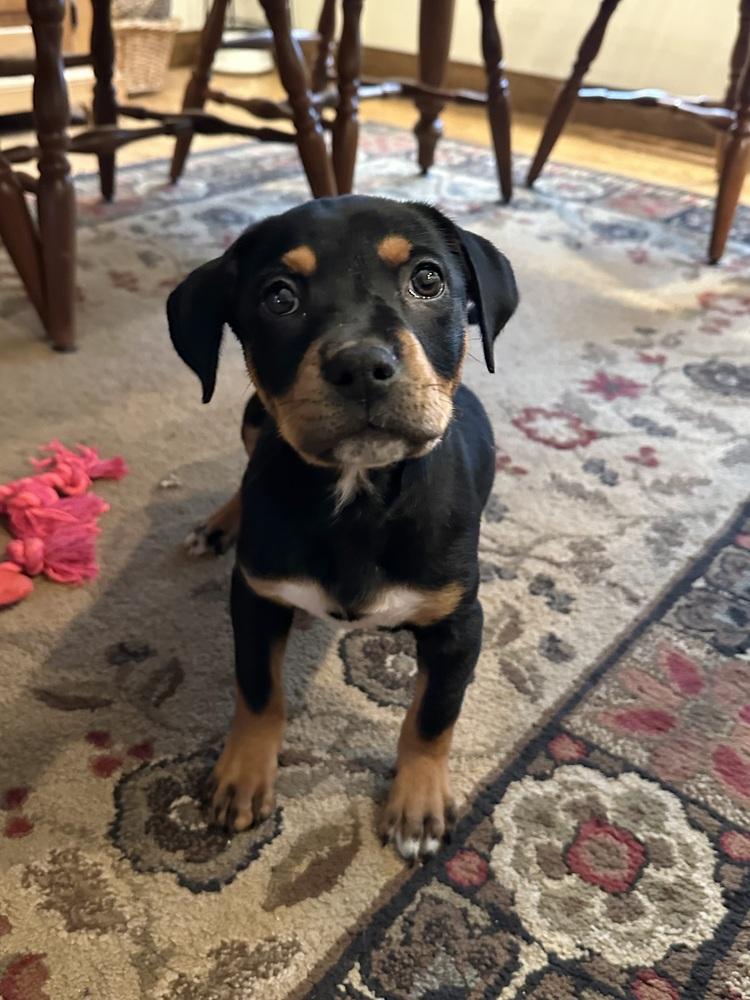 Nectar — thumbnail 6