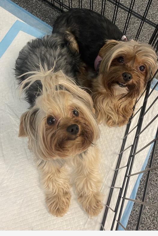 Hello We are Daisy and Pocket We are a bonded pair We were recently rescued so the people at Wags