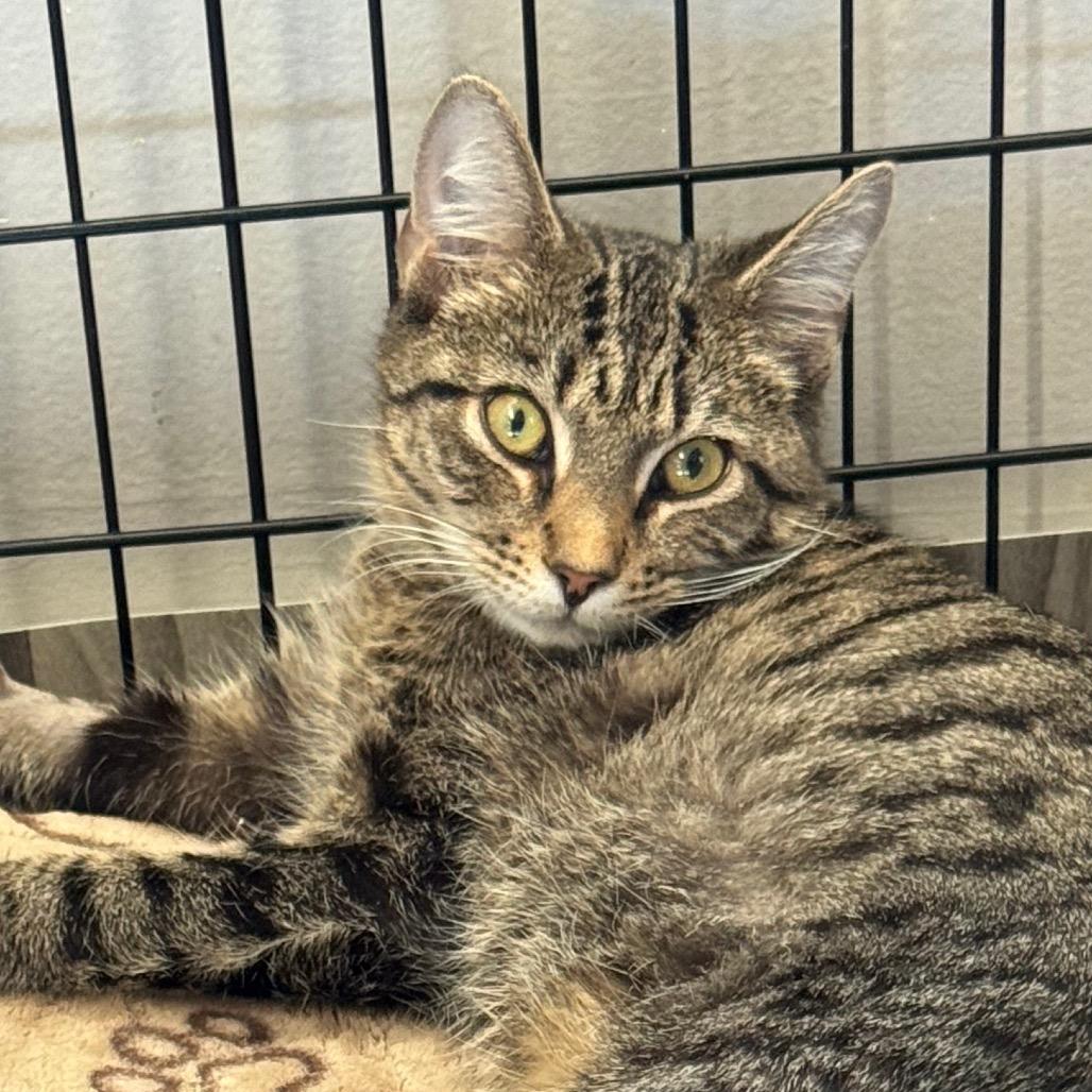 Enlarge Homer, a Adoptable Domestic Short Hair in Chapel Hill, NC image 1/4