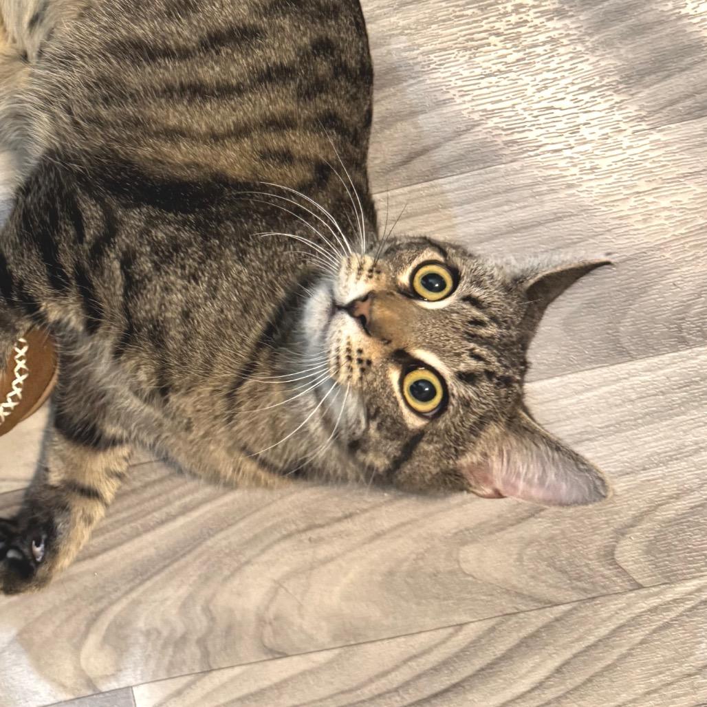 Enlarge Homer, a Adoptable Domestic Short Hair in Chapel Hill, NC image 2/4