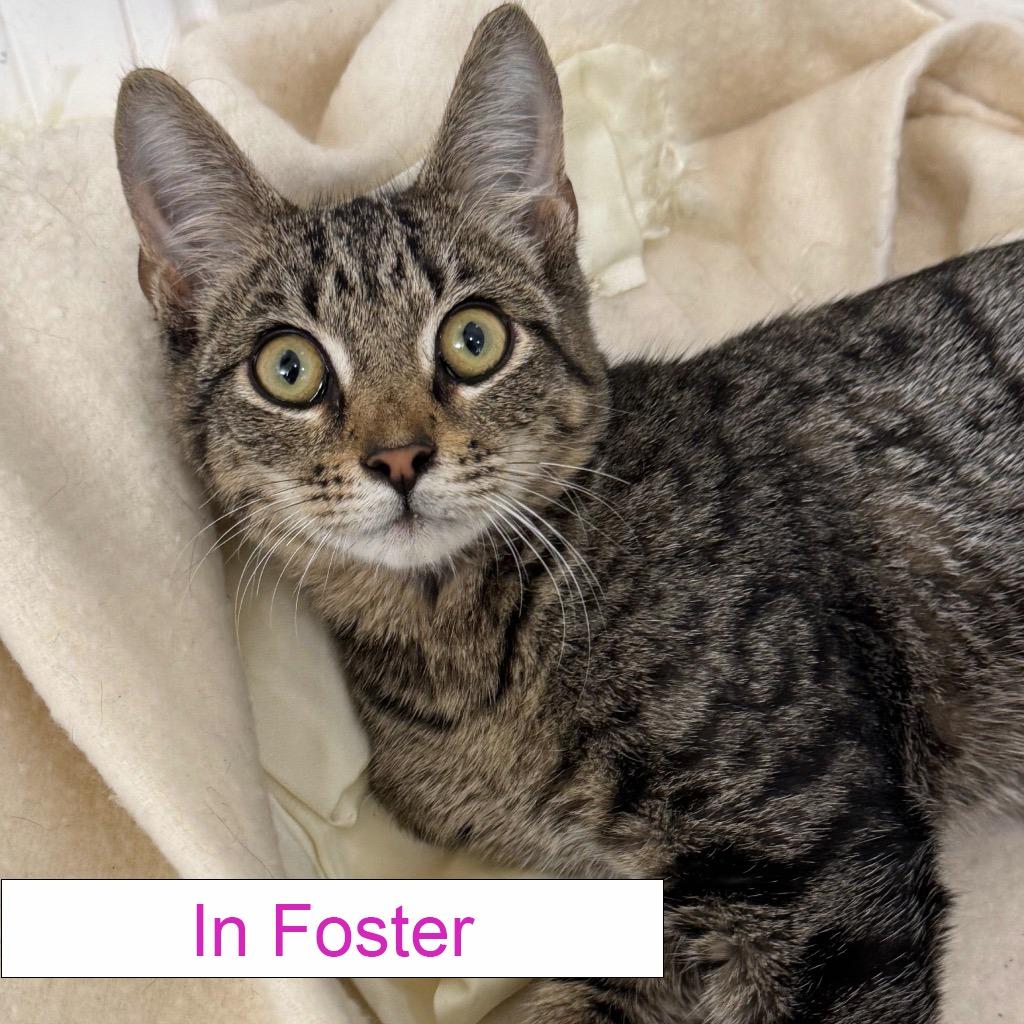 Enlarge Homer, a Adoptable Domestic Short Hair in Chapel Hill, NC image 3/4