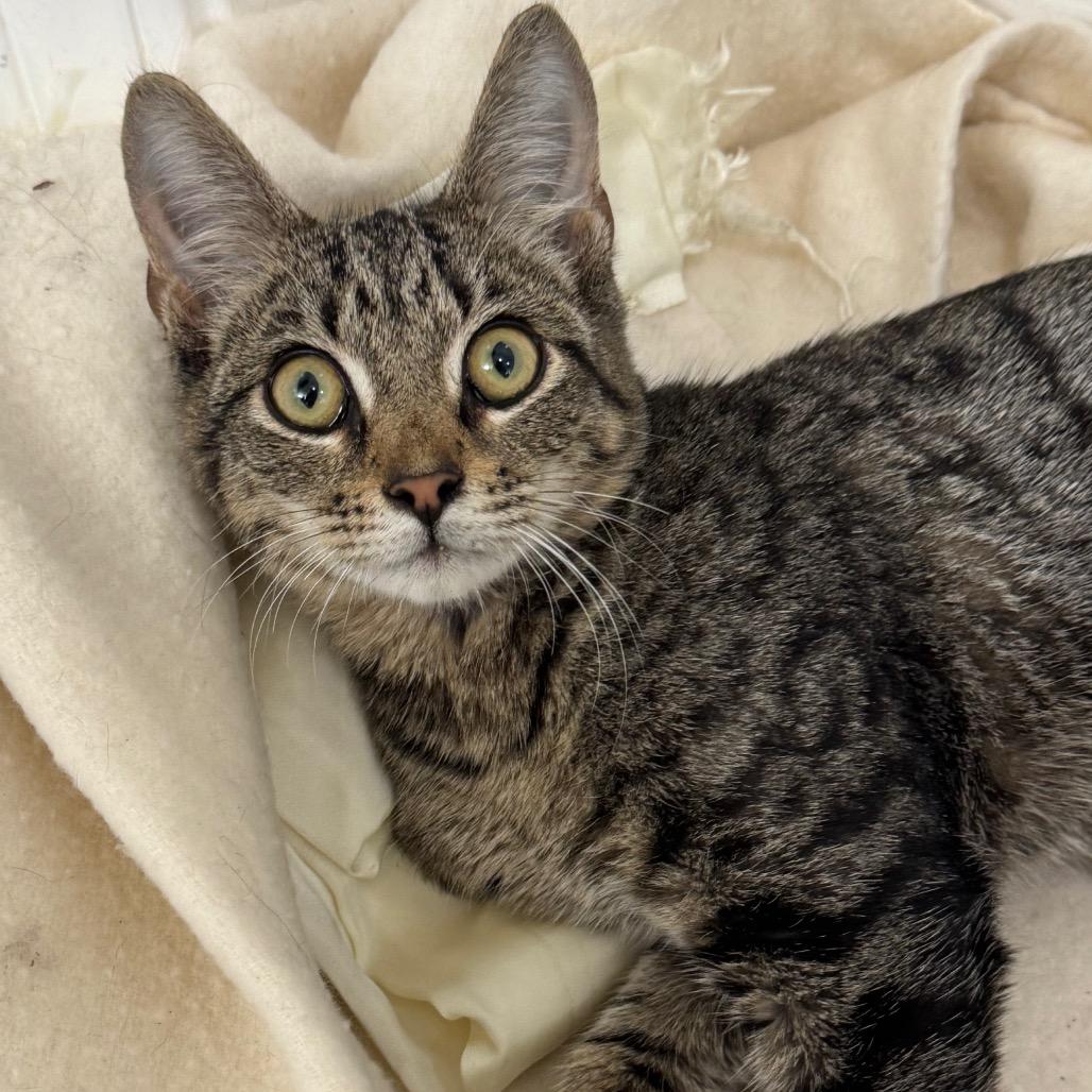 Enlarge Homer, a Adoptable Domestic Short Hair in Chapel Hill, NC image 4/4