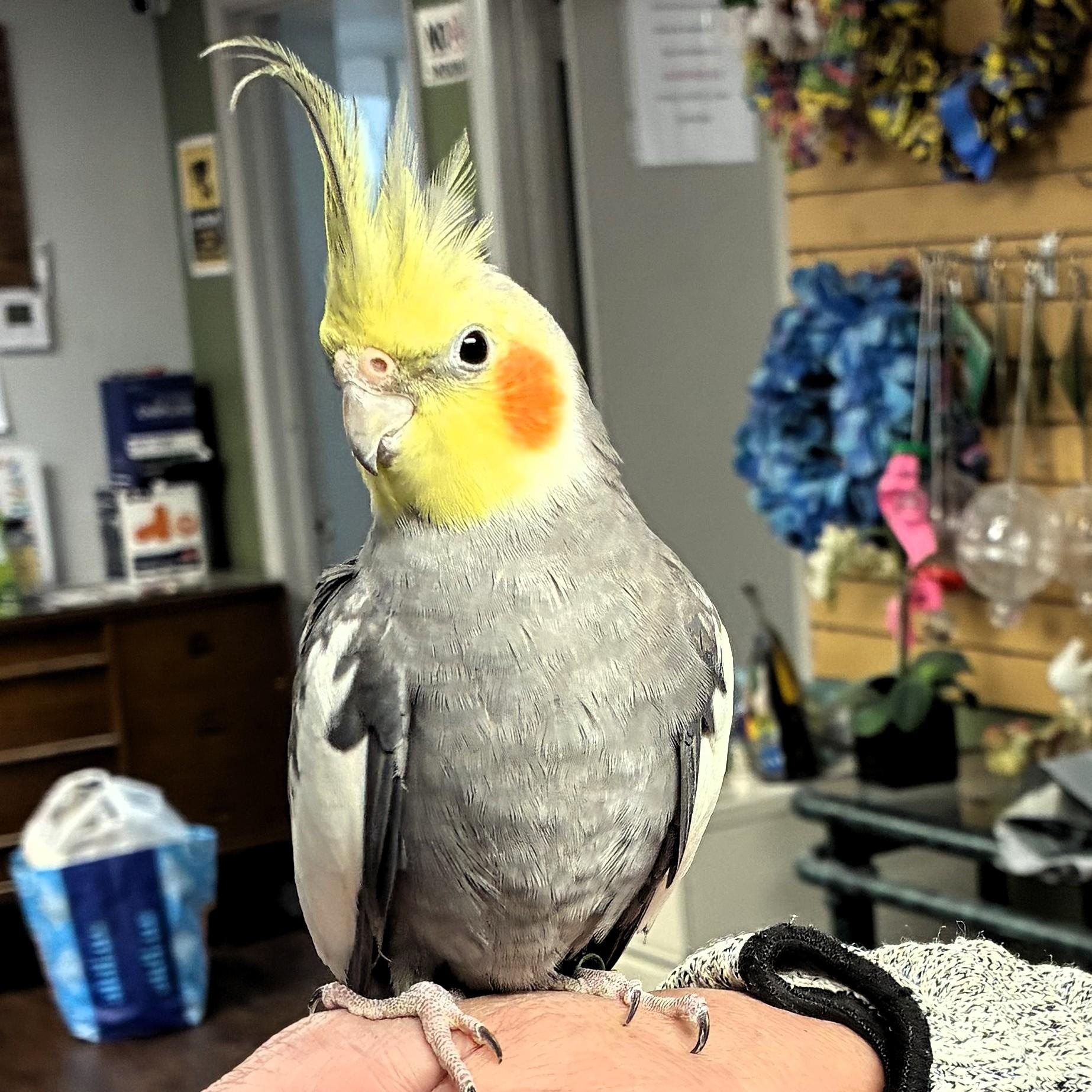 Midnight, adopted, Young Female Cockatiel.