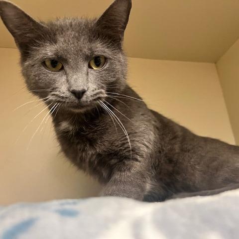 Enlarge Baby Bundt, a Adoptable Domestic Short Hair in Dayton, OH image 2/5