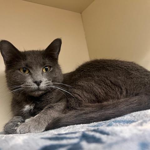 Enlarge Baby Bundt, a Adoptable Domestic Short Hair in Dayton, OH image 4/5