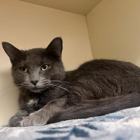 Enlarge Baby Bundt, a Adoptable Domestic Short Hair in Dayton, OH image 5/5