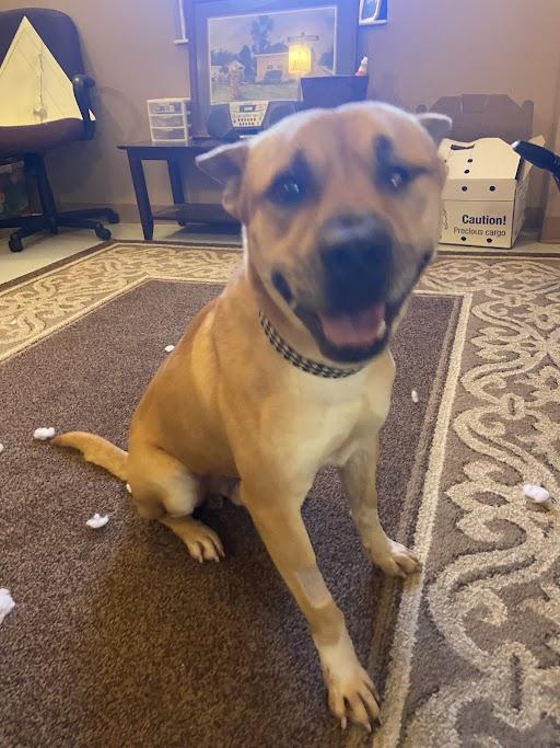 Enlarge Butter, an adoptable mixed breed in Germantown, TN image 1/1