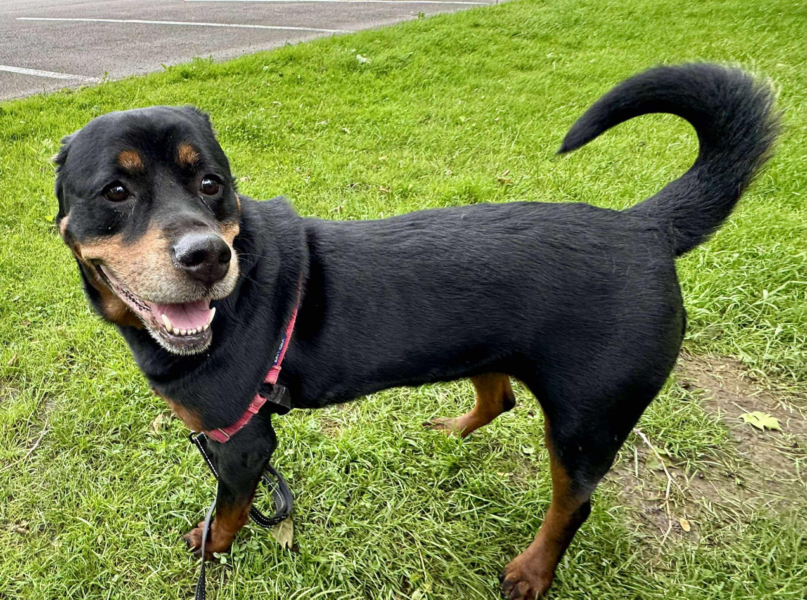 Enlarge Fani, a Adoptable Rottweiler in Boardman, OH image 3/6