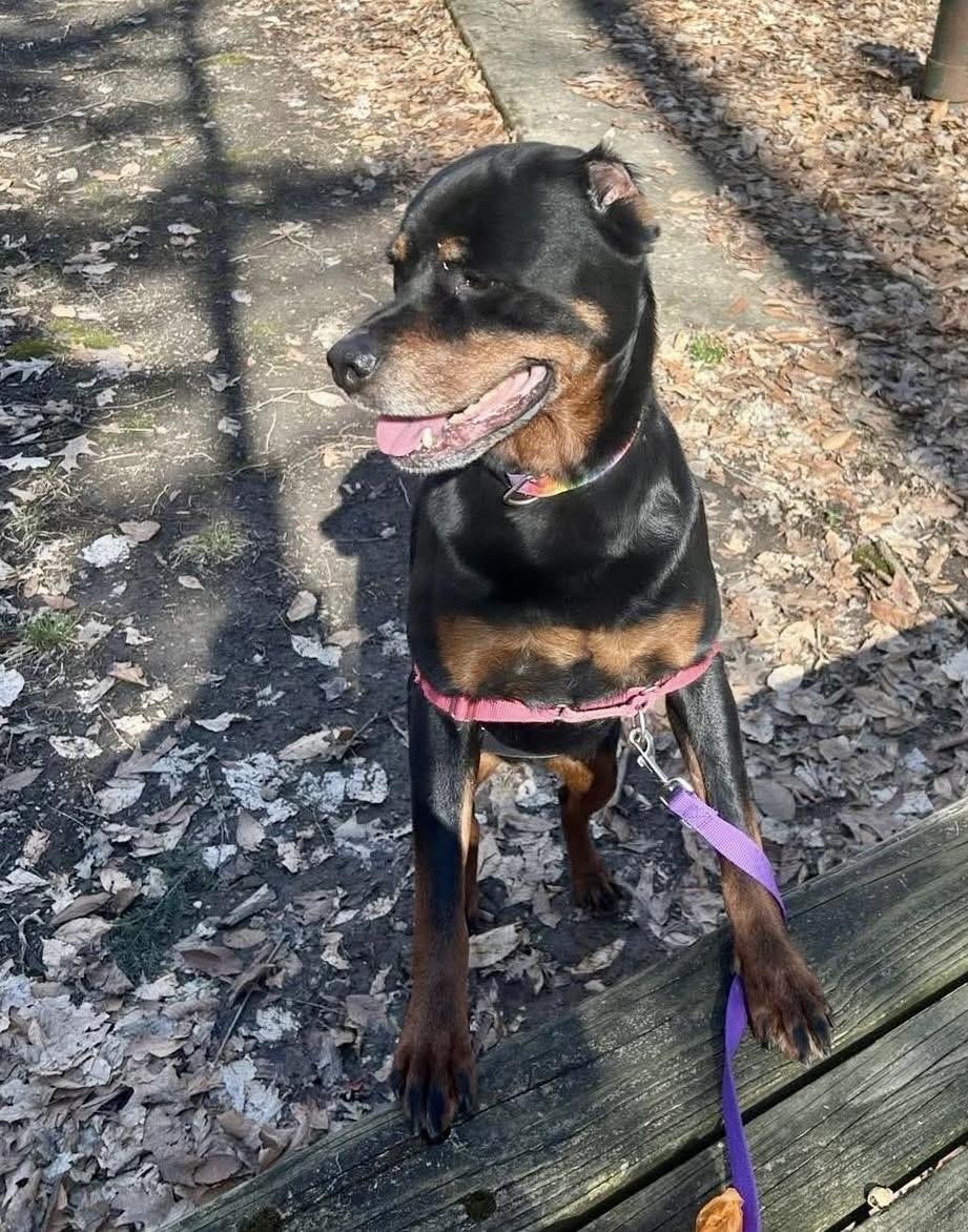 Enlarge Fani, a Adoptable Rottweiler in Boardman, OH image 4/6