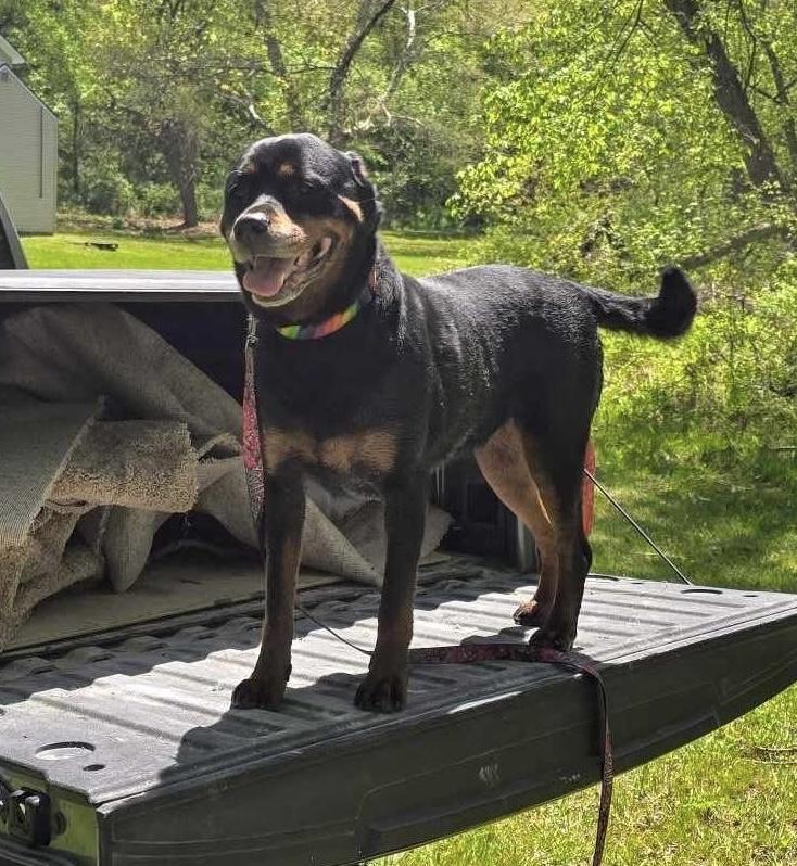 Enlarge Fani, a Adoptable Rottweiler in Boardman, OH image 1/6