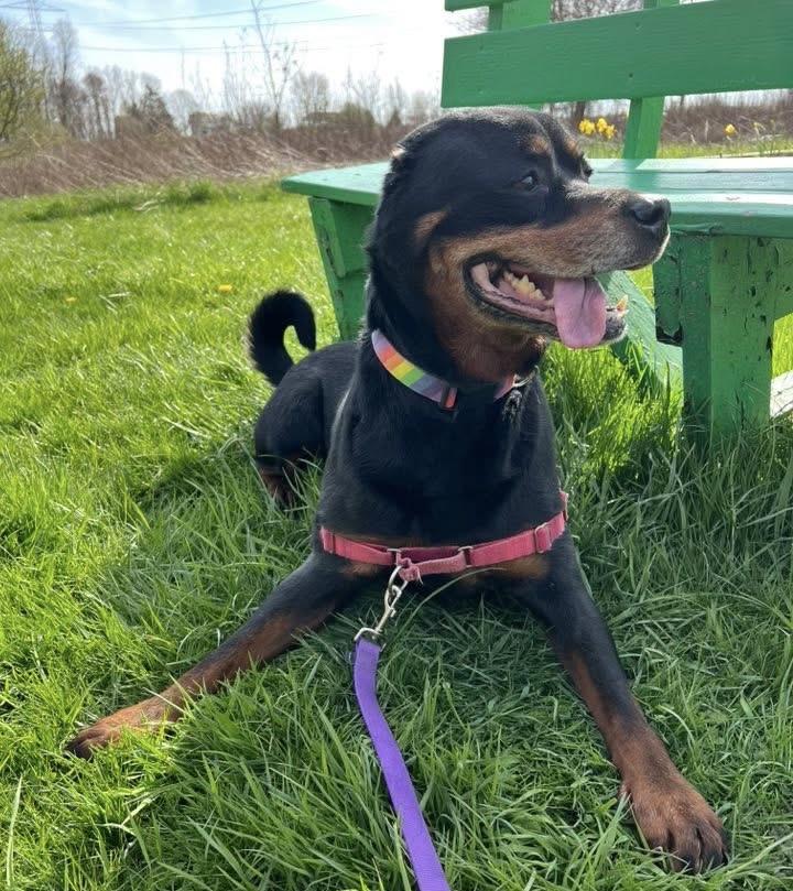 Enlarge Fani, a Adoptable Rottweiler in Boardman, OH image 5/6