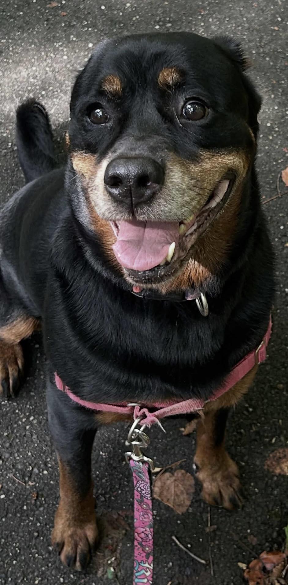 Enlarge Fani, a Adoptable Rottweiler in Boardman, OH image 6/6