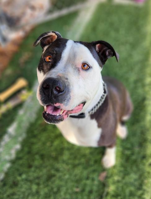 Enlarge Magic Mike, a ADOPTABLE mixed breed in Madera, CA image 1/5