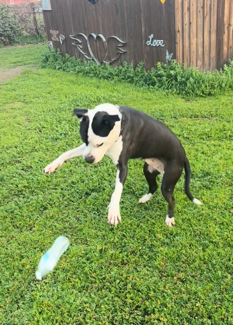 Enlarge Magic Mike, a ADOPTABLE mixed breed in Madera, CA image 5/5