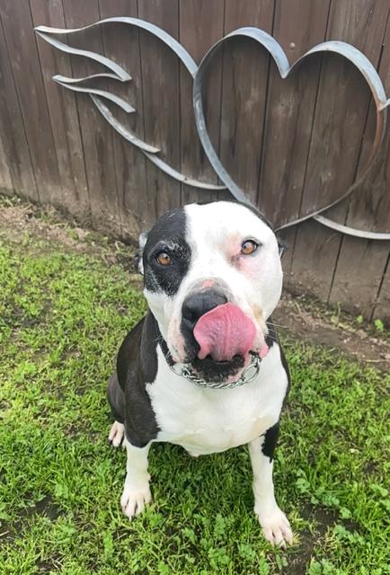 Enlarge Magic Mike, a ADOPTABLE mixed breed in Madera, CA image 3/5