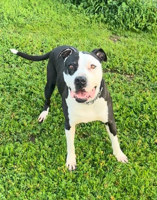 Enlarge Magic Mike, a ADOPTABLE mixed breed in Madera, CA image 4/5