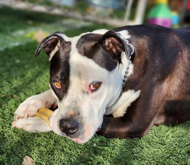 Enlarge Magic Mike, a ADOPTABLE mixed breed in Madera, CA image 2/5