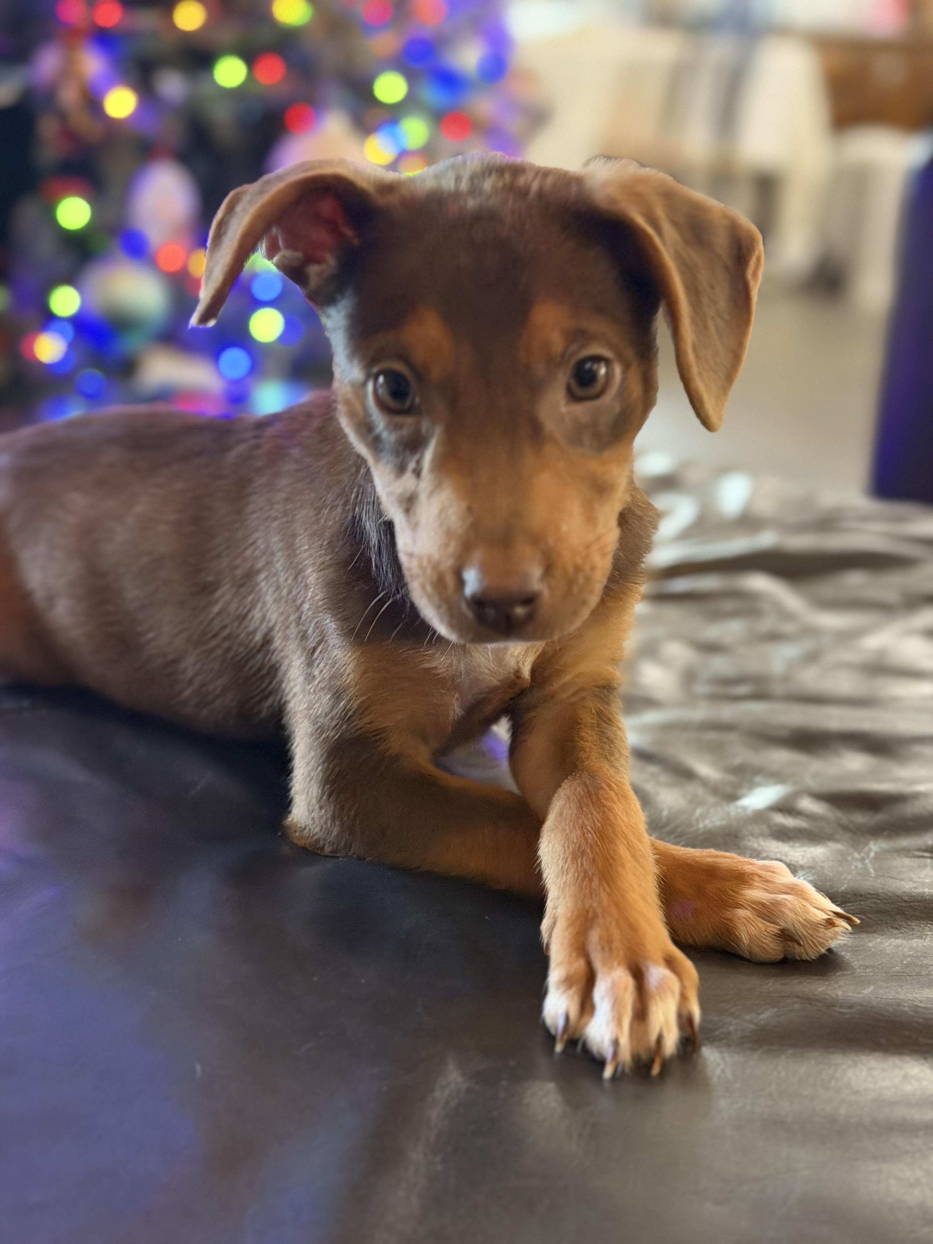 Enlarge Coco, an adopted mixed breed in St. Louis , MO image 3/5