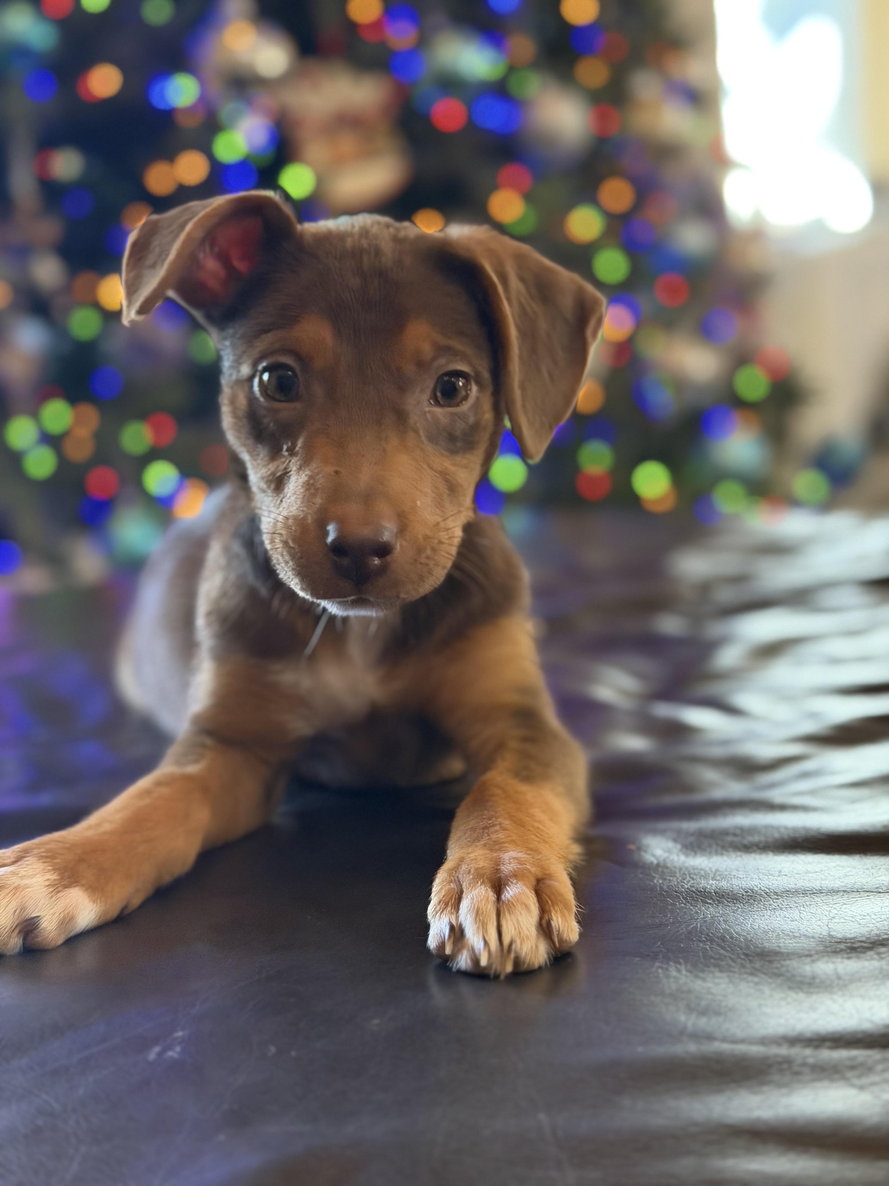 Coco, adopted, Puppy Female Chihuahua & Terrier.