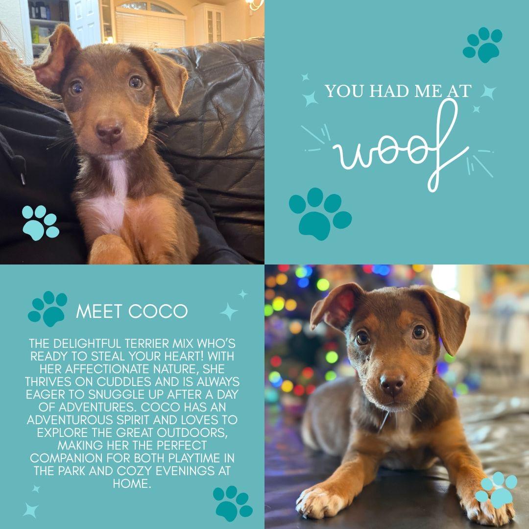 Enlarge Coco, an adopted mixed breed in St. Louis , MO image 5/5