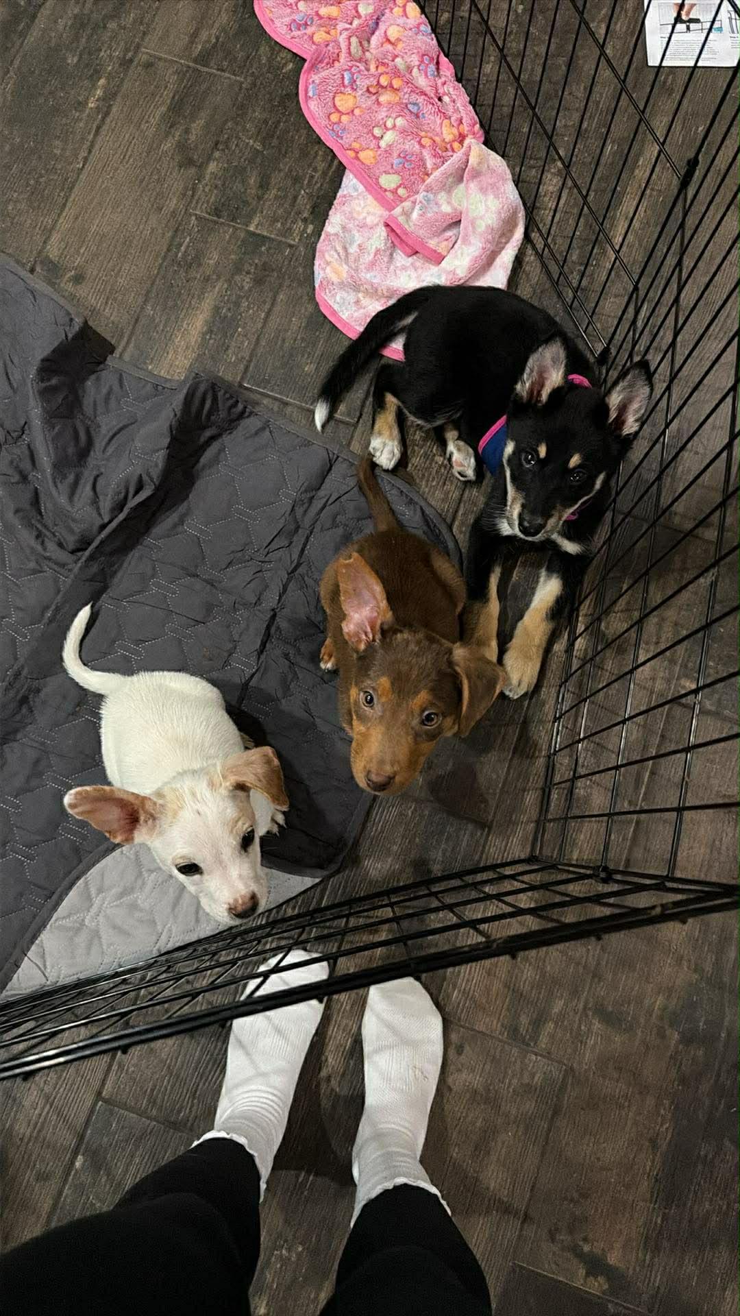 Enlarge Coco, an adopted mixed breed in St. Louis , MO image 2/5