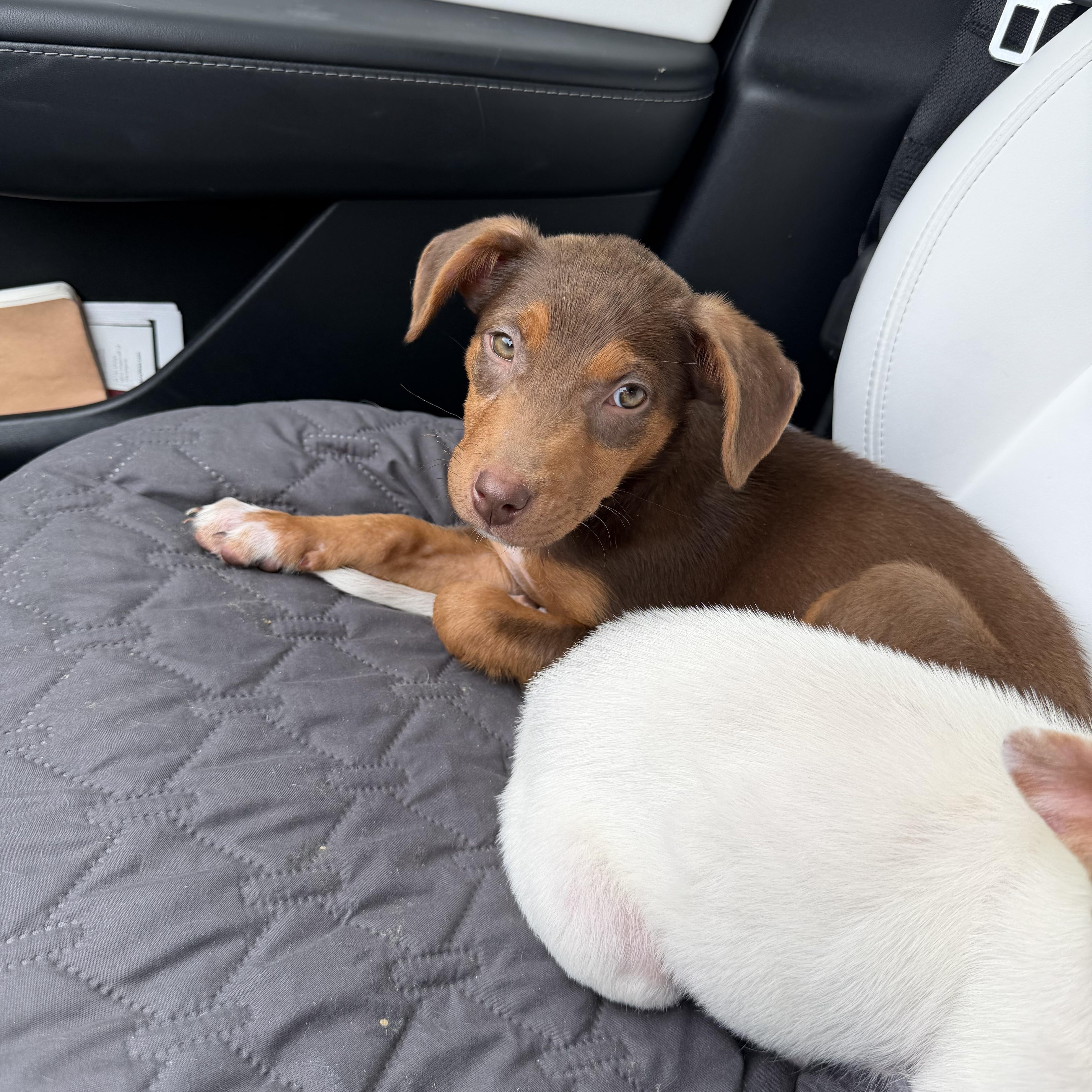 Enlarge Coco, an adopted mixed breed in St. Louis , MO image 4/5