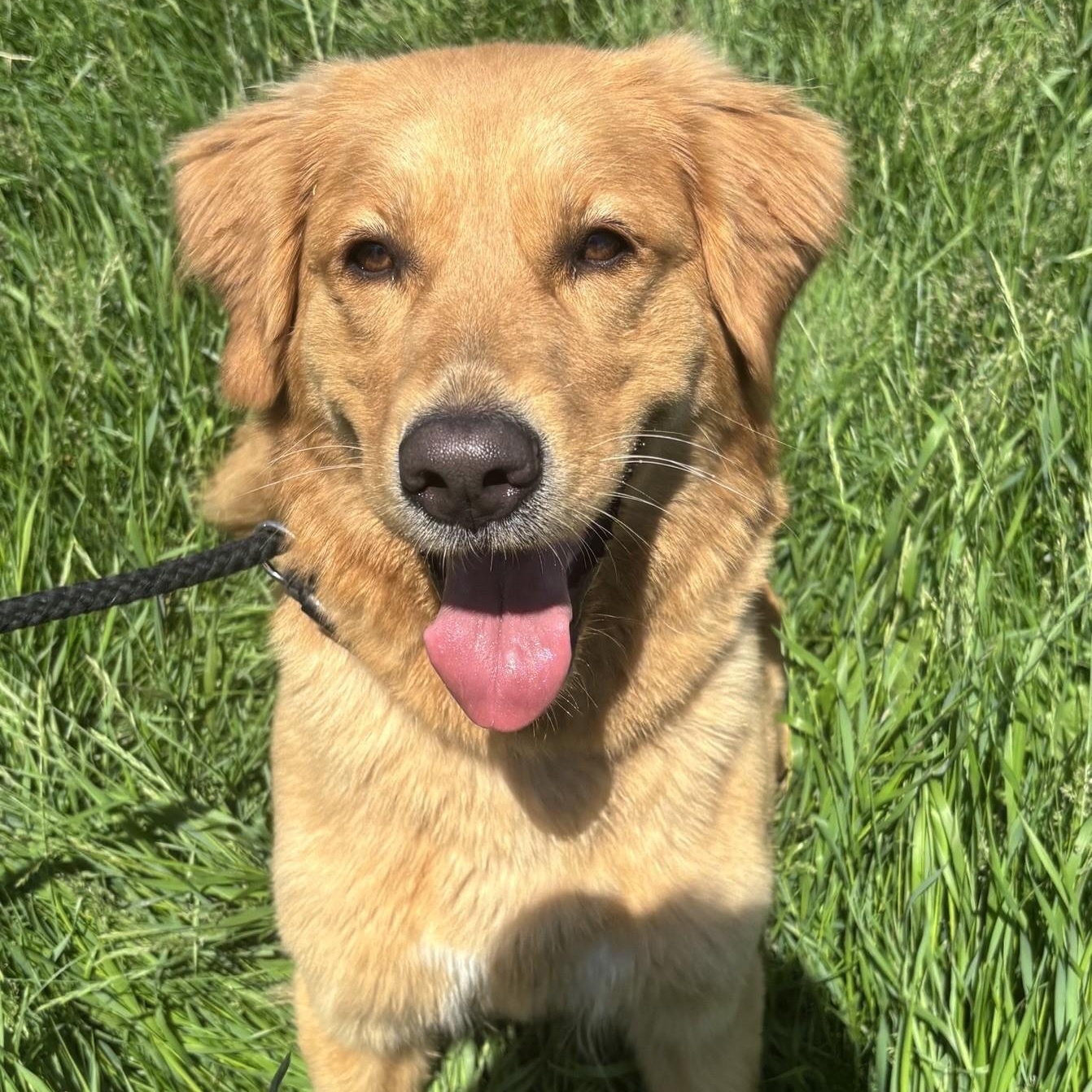 Margaret, adopted, Adult Female Golden Retriever.