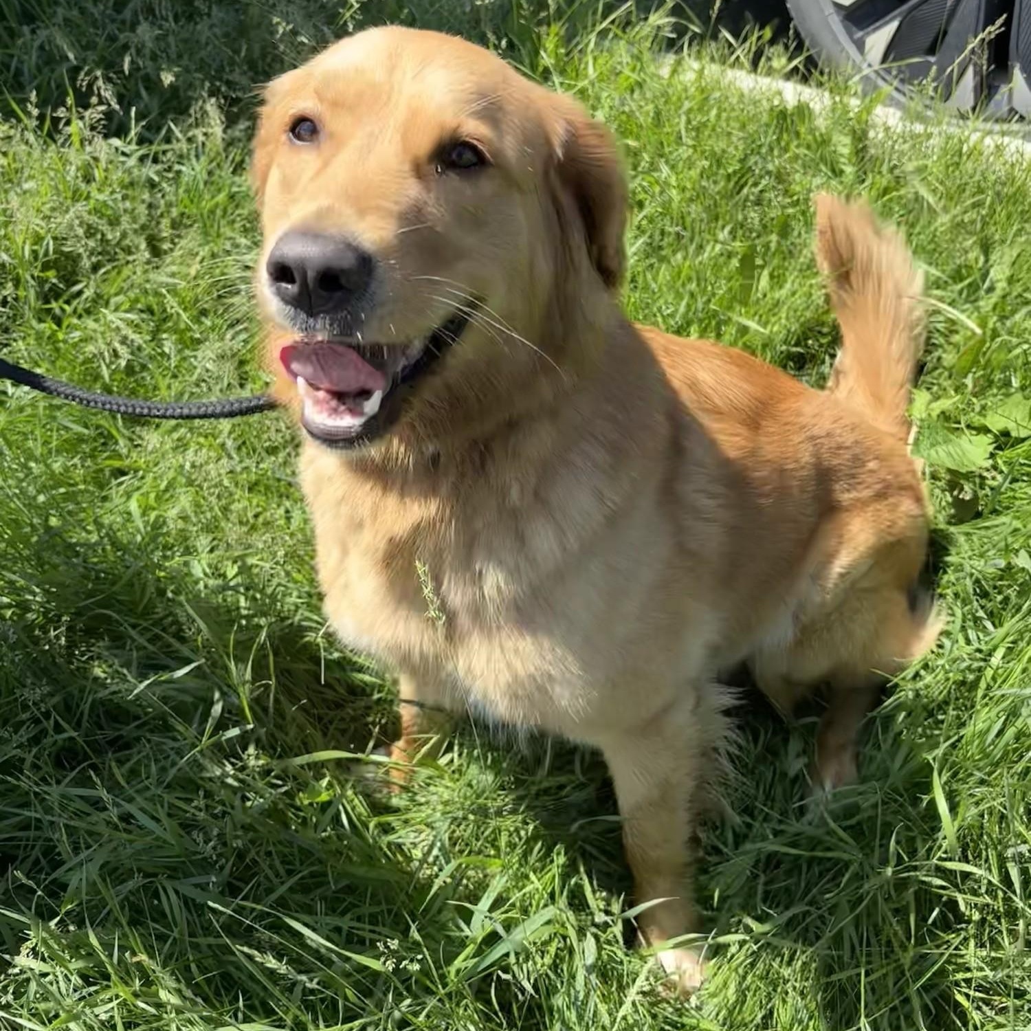 Margaret, an adopted mixed breed in Winnipeg, MB image 2/2