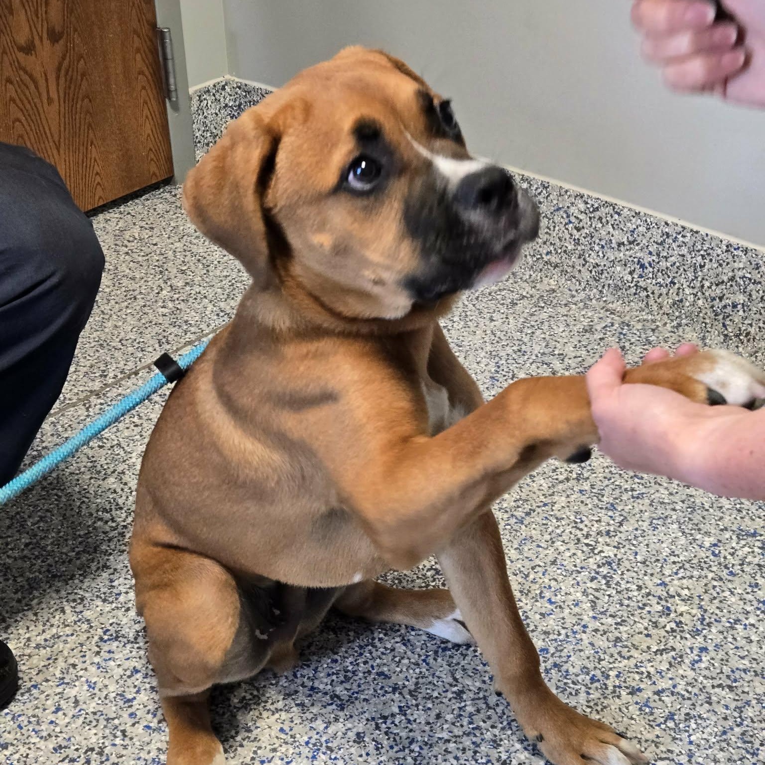 Bear (Foster), a ADOPTABLE mixed breed in Watertown, WI image 5/6