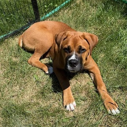 Bear (Foster), a ADOPTABLE mixed breed in Watertown, WI image 2/6